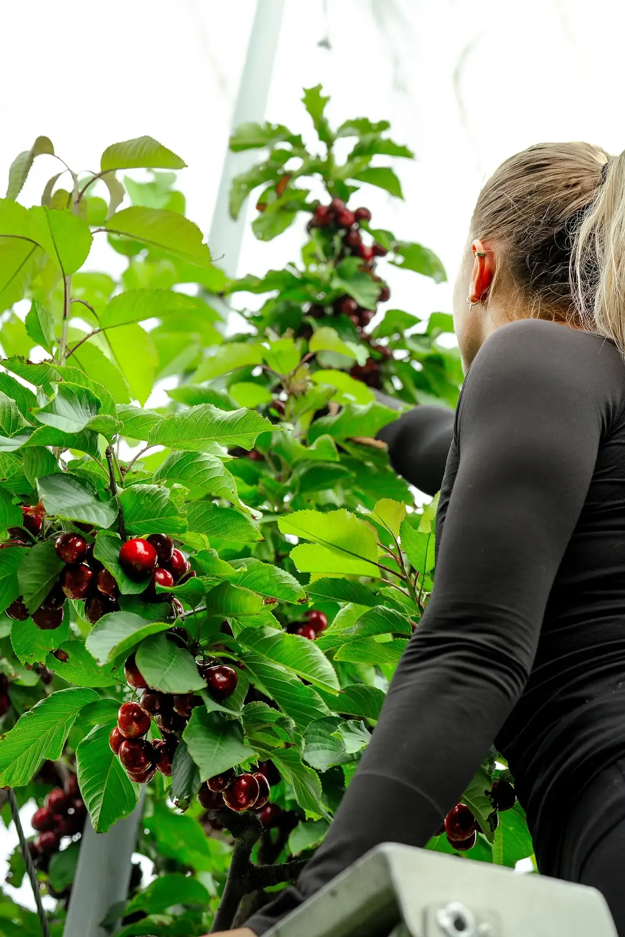 Obelisk Fortified Cherry Wine Our Unique Story From Cherry Orchard to Bottle