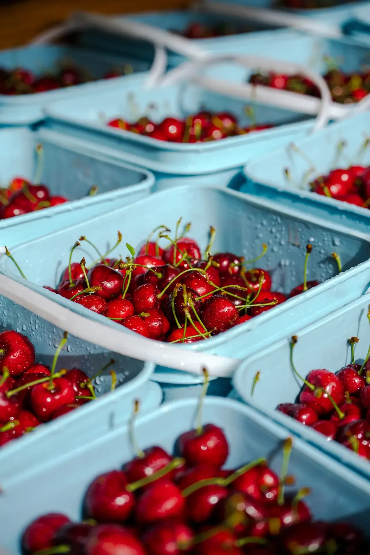 Obelisk Fortified Cherry Wine - From Cherry Orchard to Bottle - Otago NZ