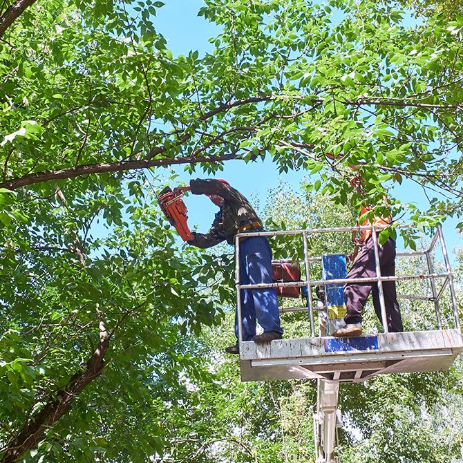 Home Big Branch Tree Service Inc.