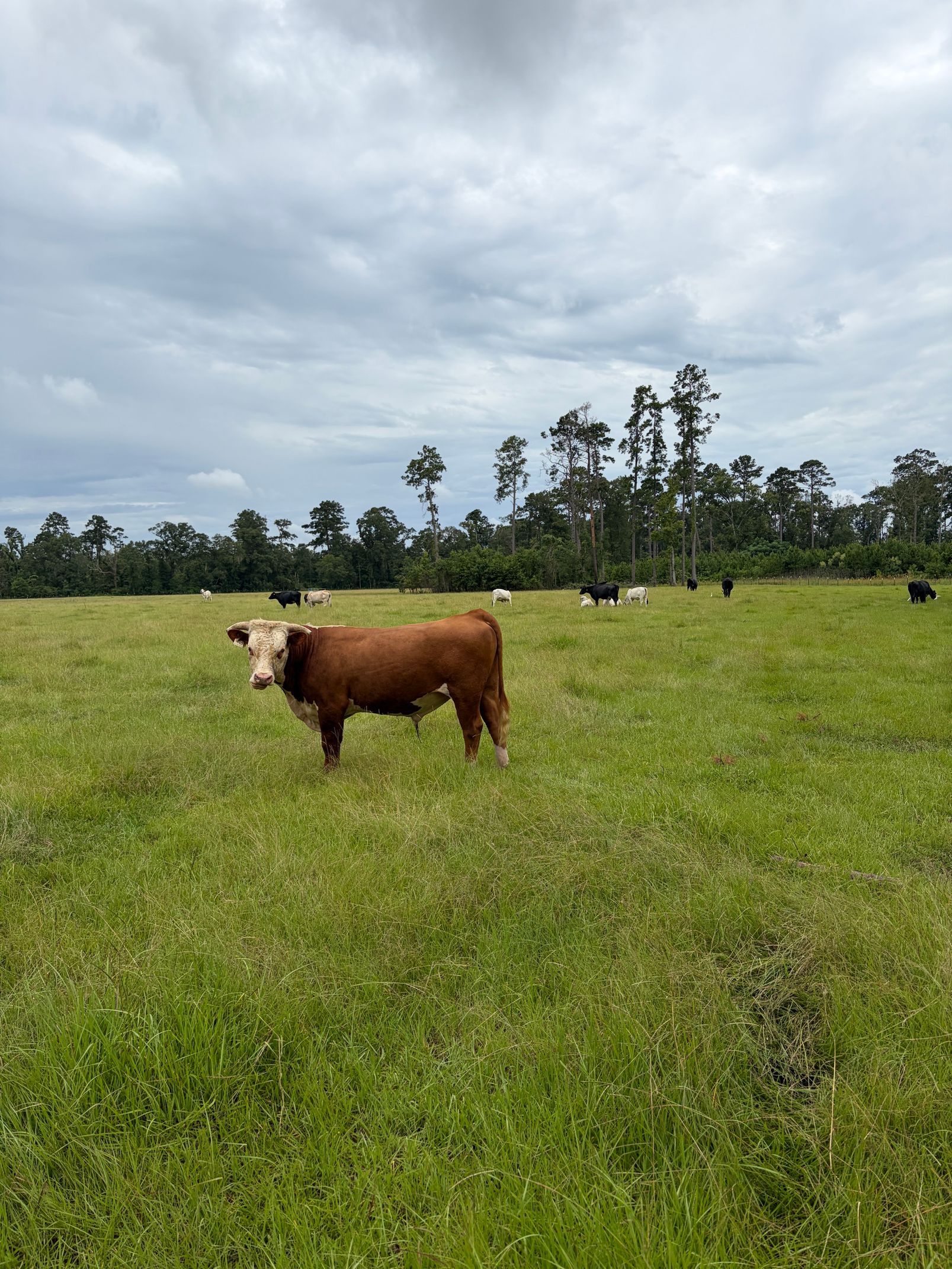 Black cow with short horns chewing grass in a field, looking directly at the viewer.