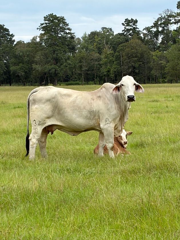 Black and white calf lying in a grassy field on a sunny day.