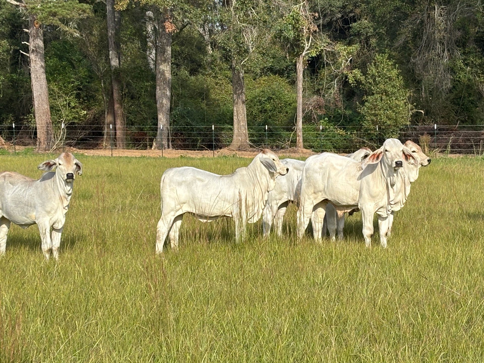 White cow standing in a grassy field.