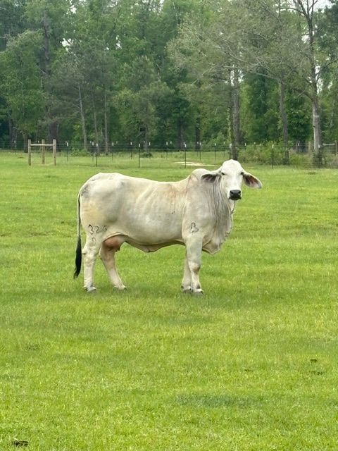 Cow with brown and white markings peers over a wire fence in a green field.