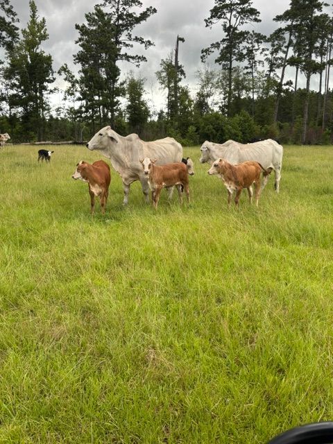 Cows in a wooden pen under a blue sky.