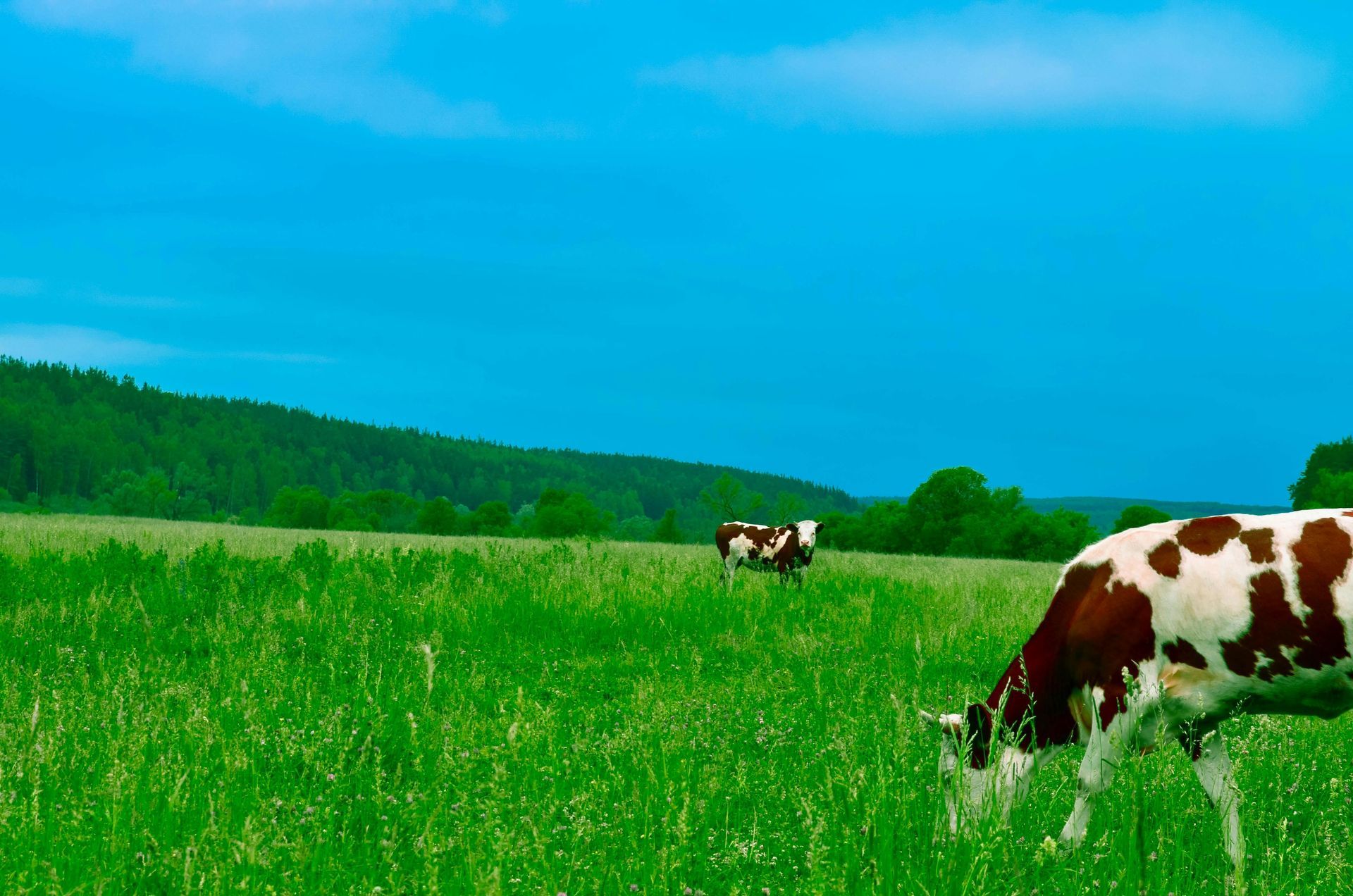 Cows graze in a lush green field under a bright blue sky, with a treeline in the distance.