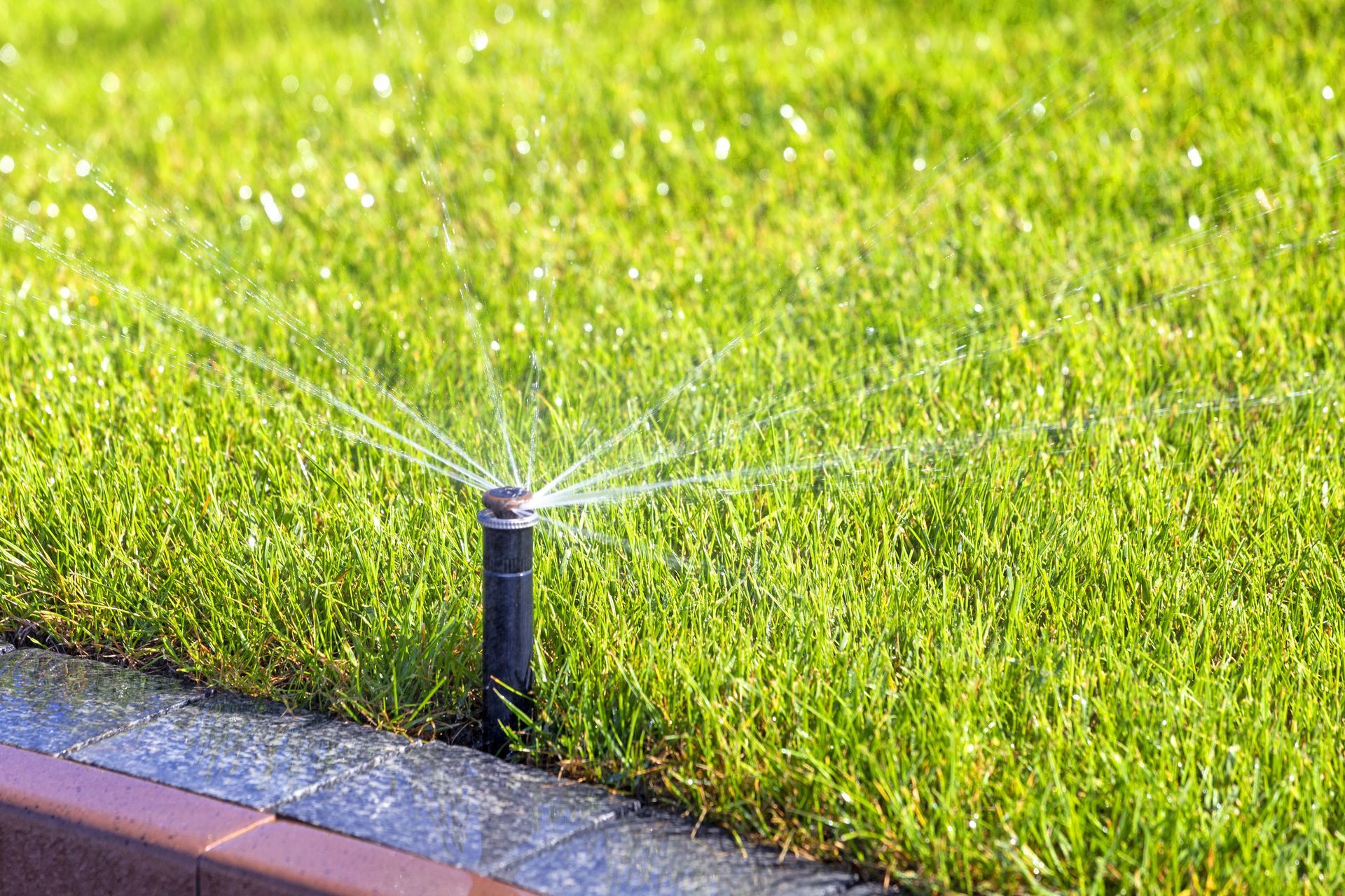 A sprinkler system head on the edge of a lawn