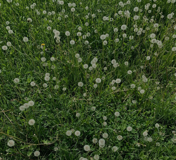 An overhead view of a lawn overgrown with dandelions