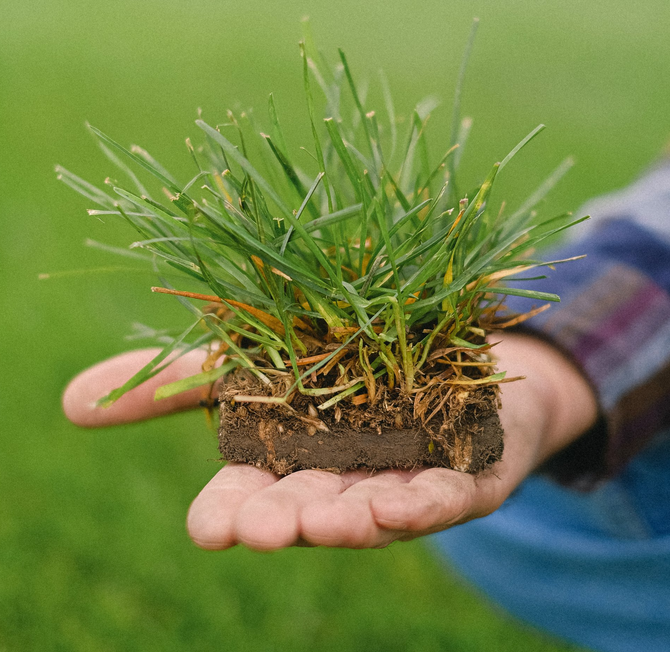 A tuft of grass in a man's hand