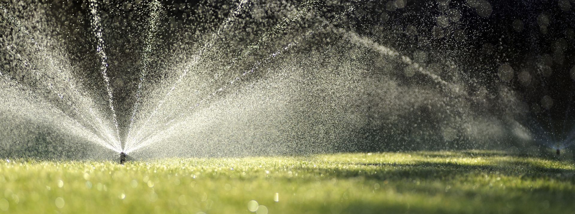 A sprinkler head popped up over a large area of flowers