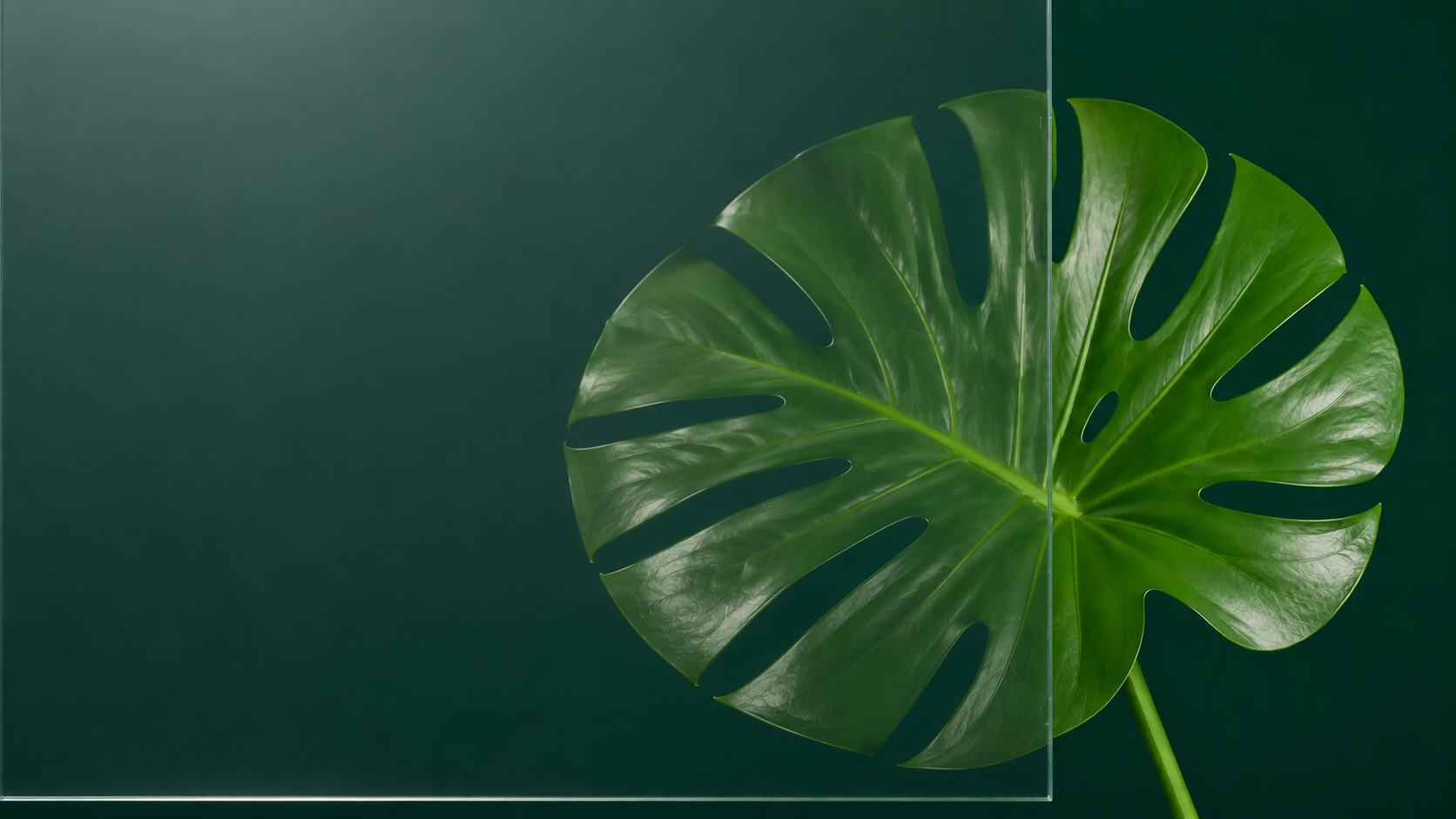 Close-up of a glossy green monstera leaf on a dark teal background with a thin vertical line.