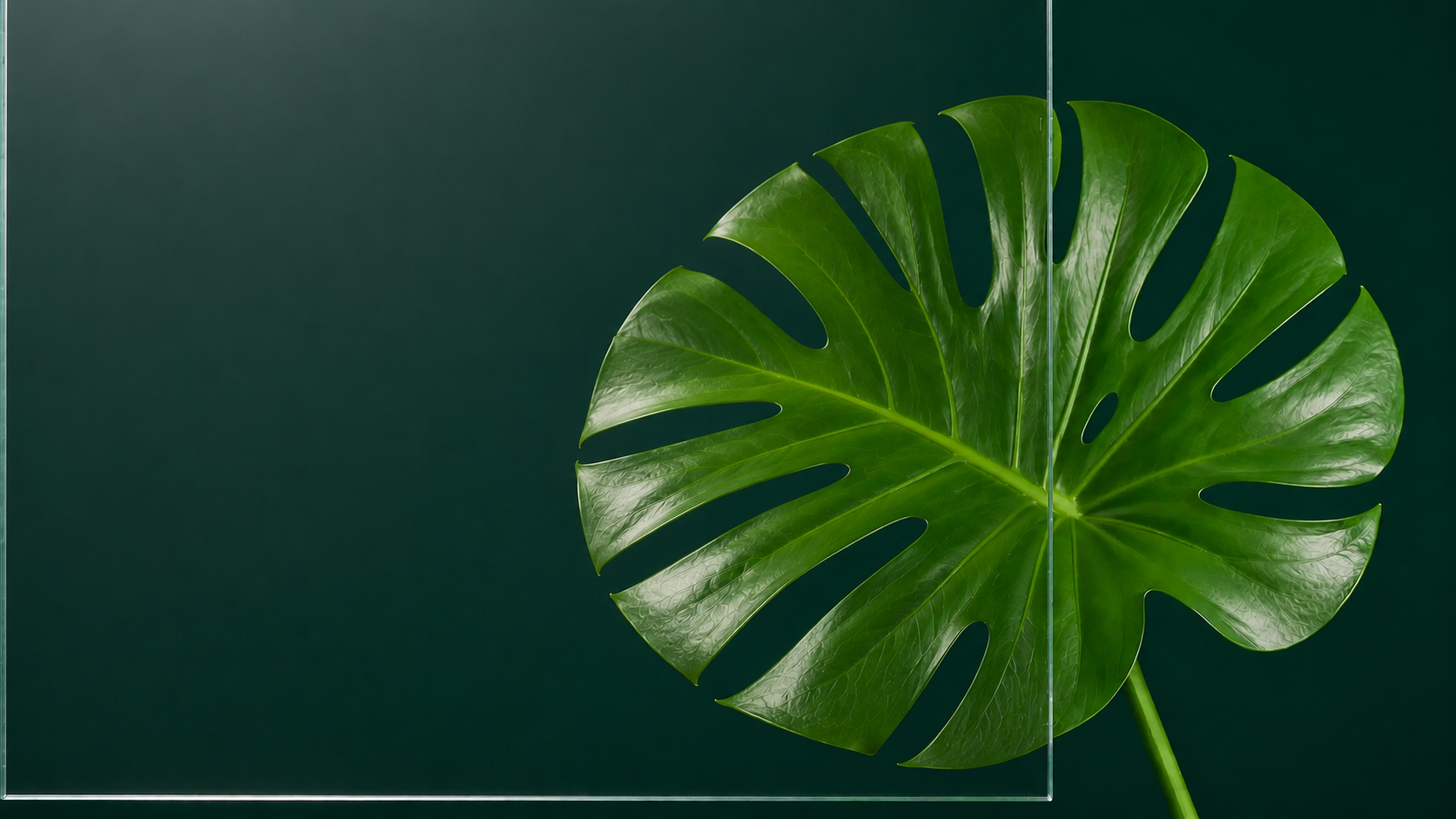 Green monstera leaf on a dark teal background, with a smaller leaf silhouette behind it.
