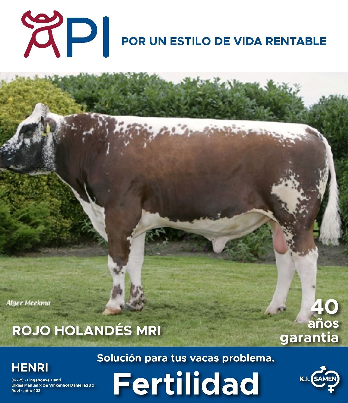 Una vaca marrón y blanca está en la portada de una revista.