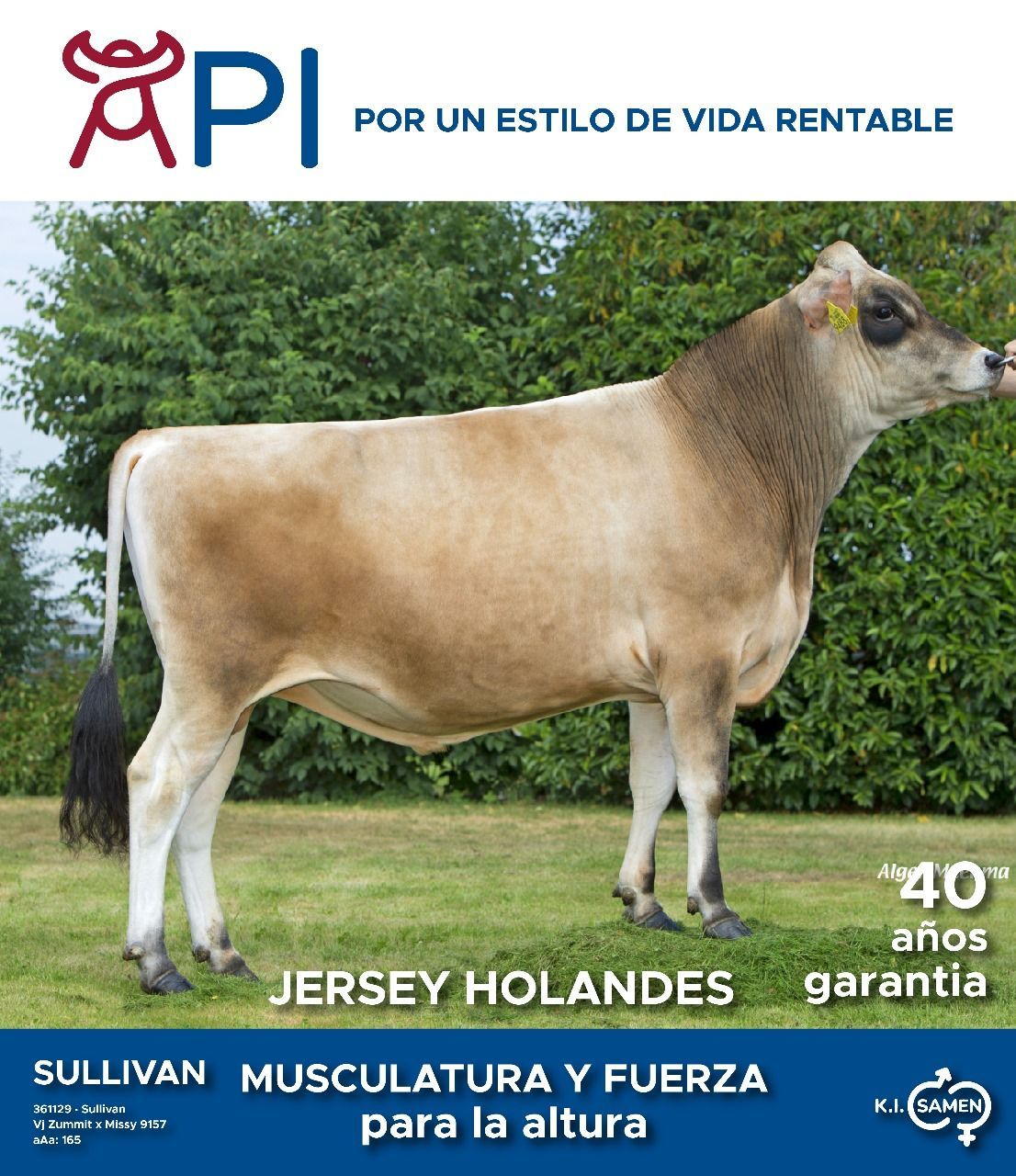 Una vaca Jersey holandesa parada en un campo de hierba