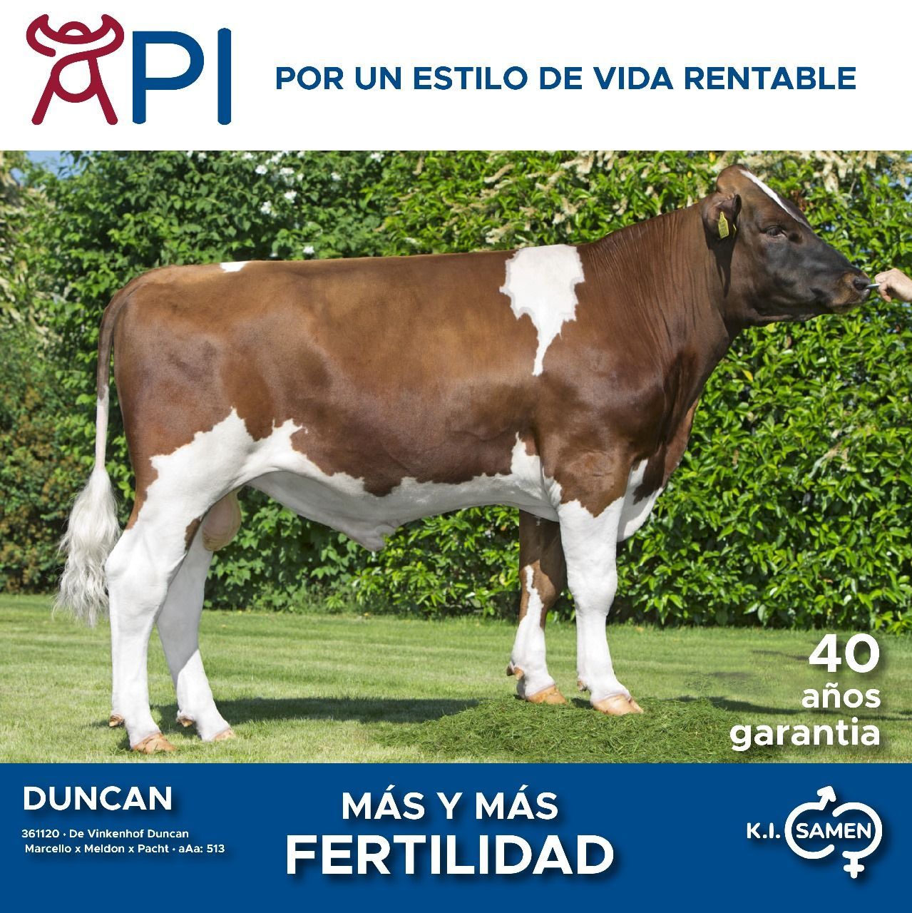 Una vaca marrón y blanca parada en un campo de hierba
