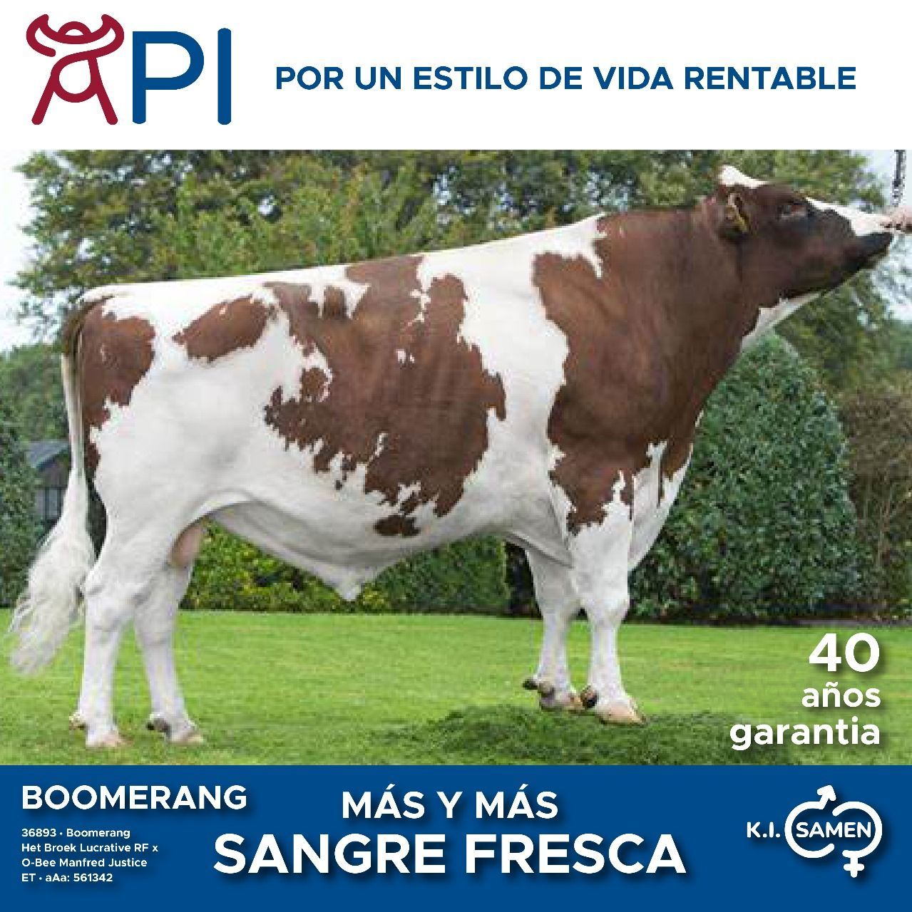 Una vaca marrón y blanca parada en un campo de hierba