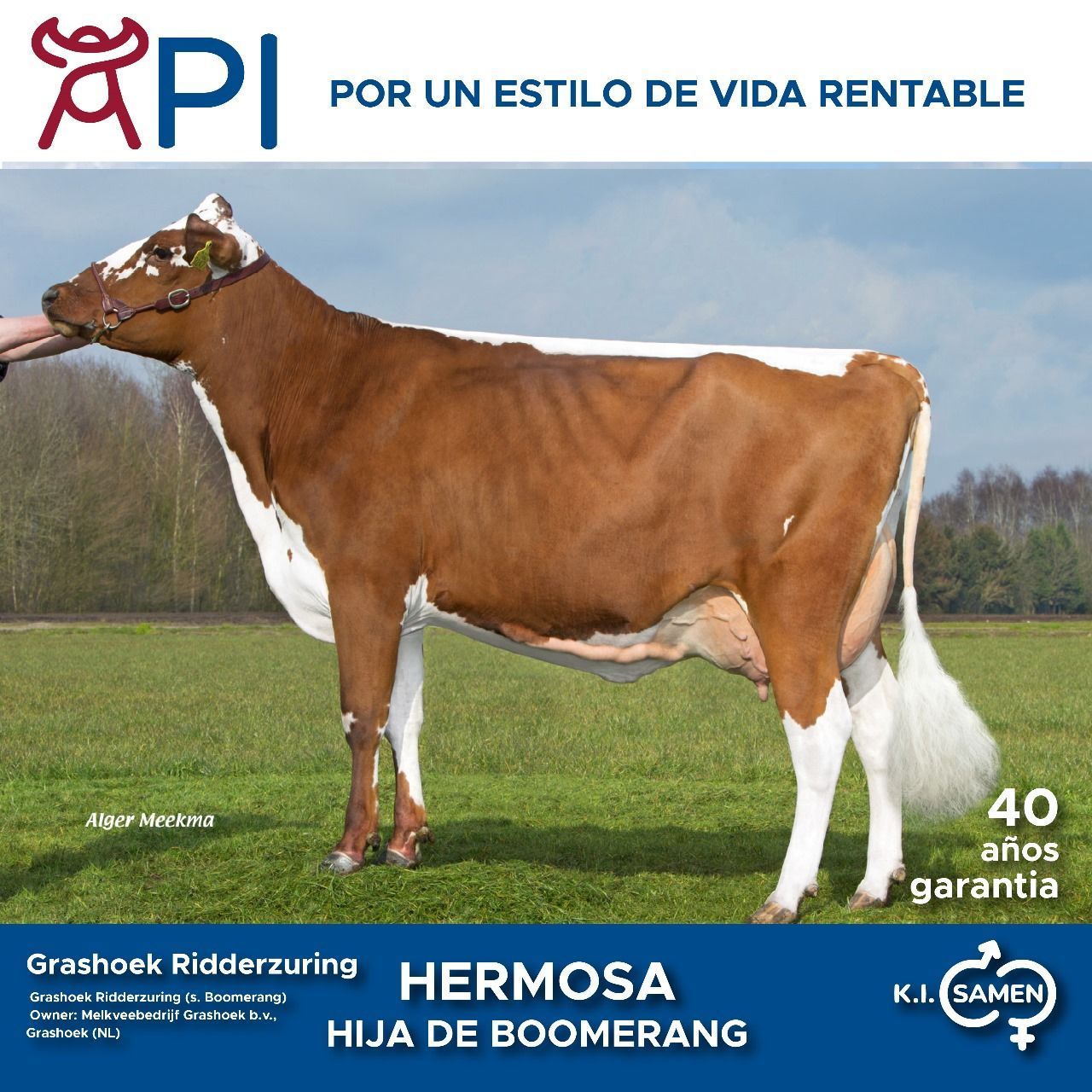Una vaca marrón y blanca parada en un campo de hierba