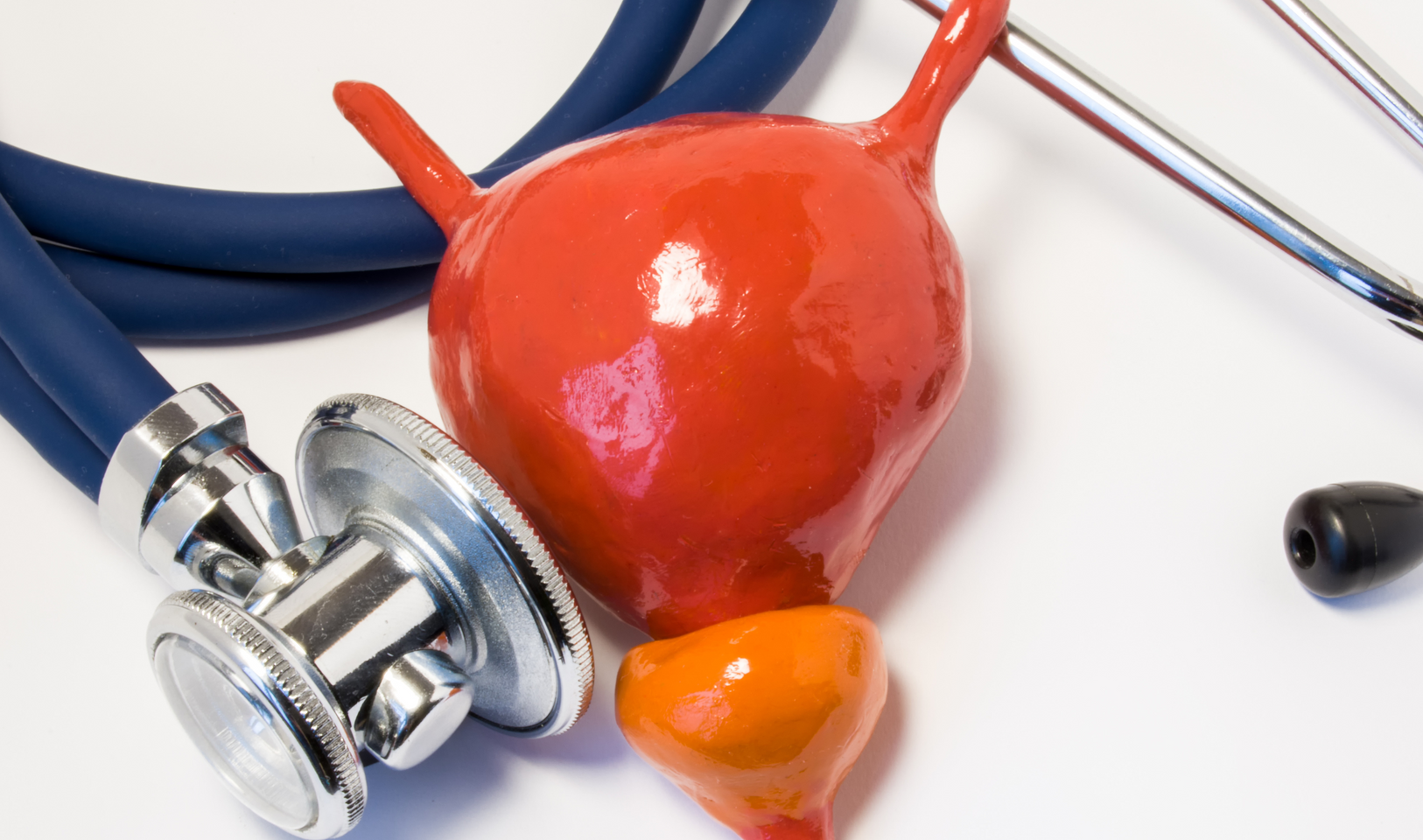 A model of a bladder next to a stethoscope on a white surface