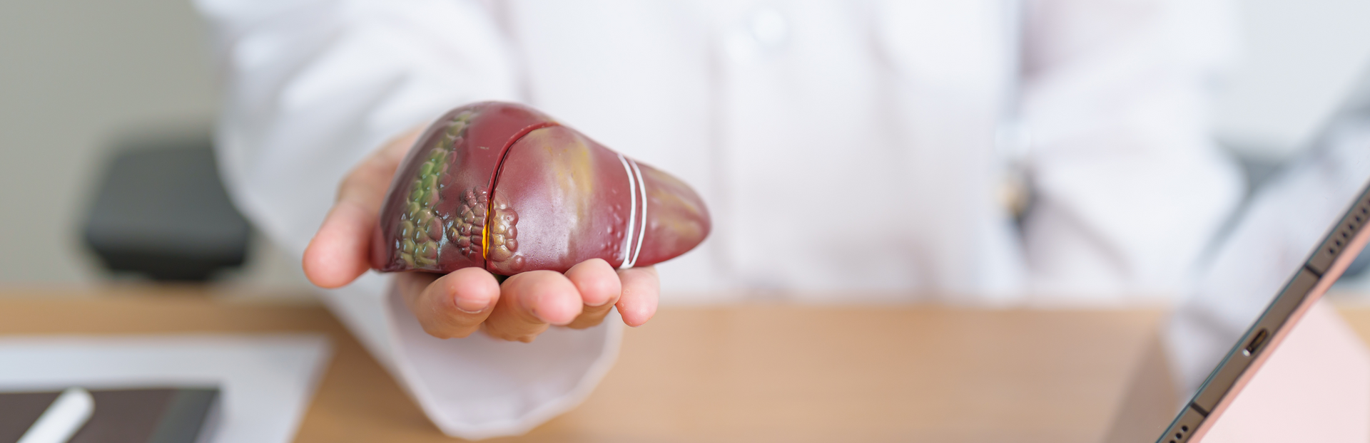 A doctor is holding a model of a liver in his hand.