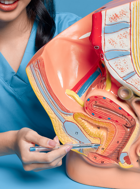 A woman is holding a model of the female reproductive system.