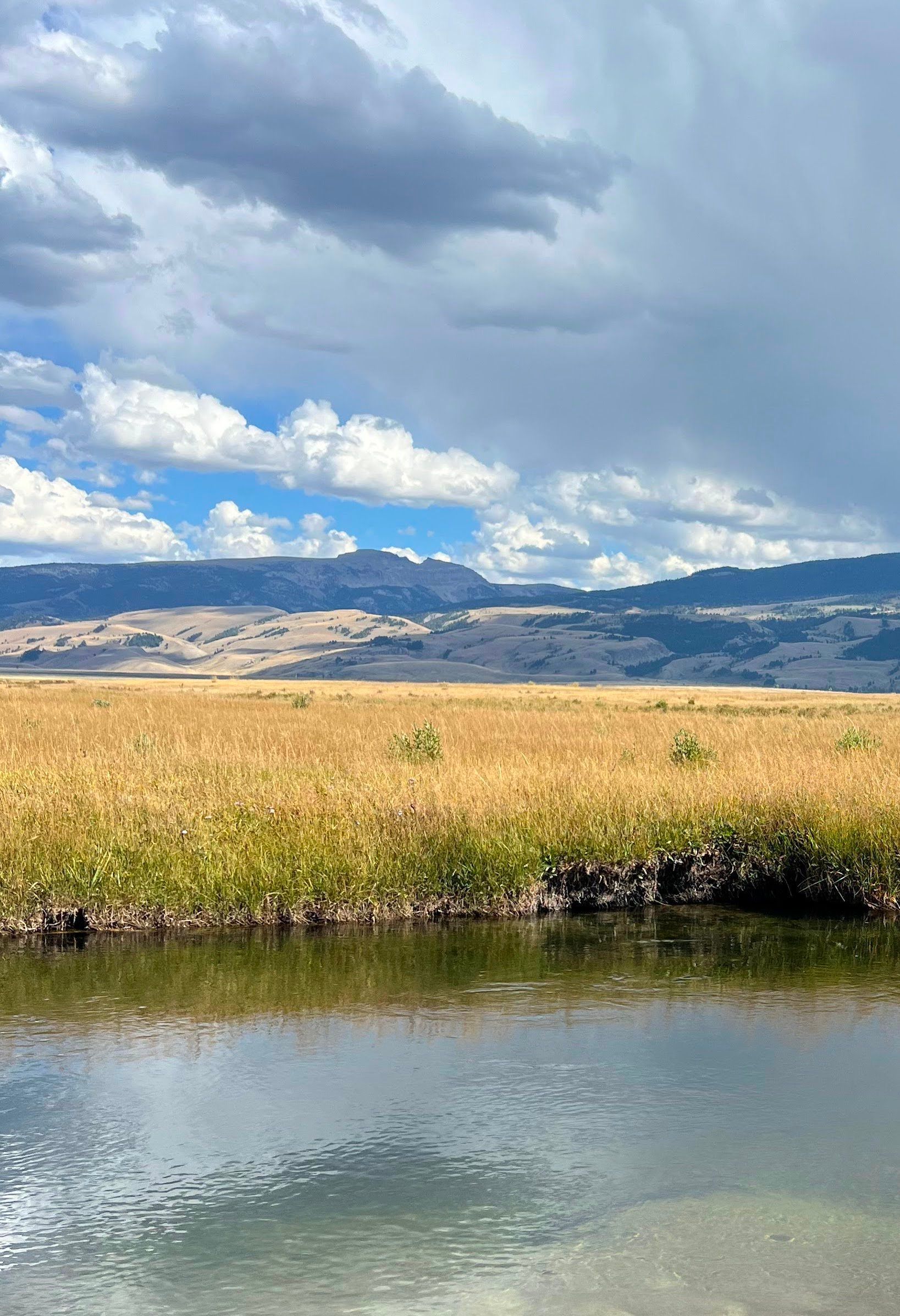 Wetland marsh with golden reeds, calm water, distant mountains, and dramatic cloudy sky