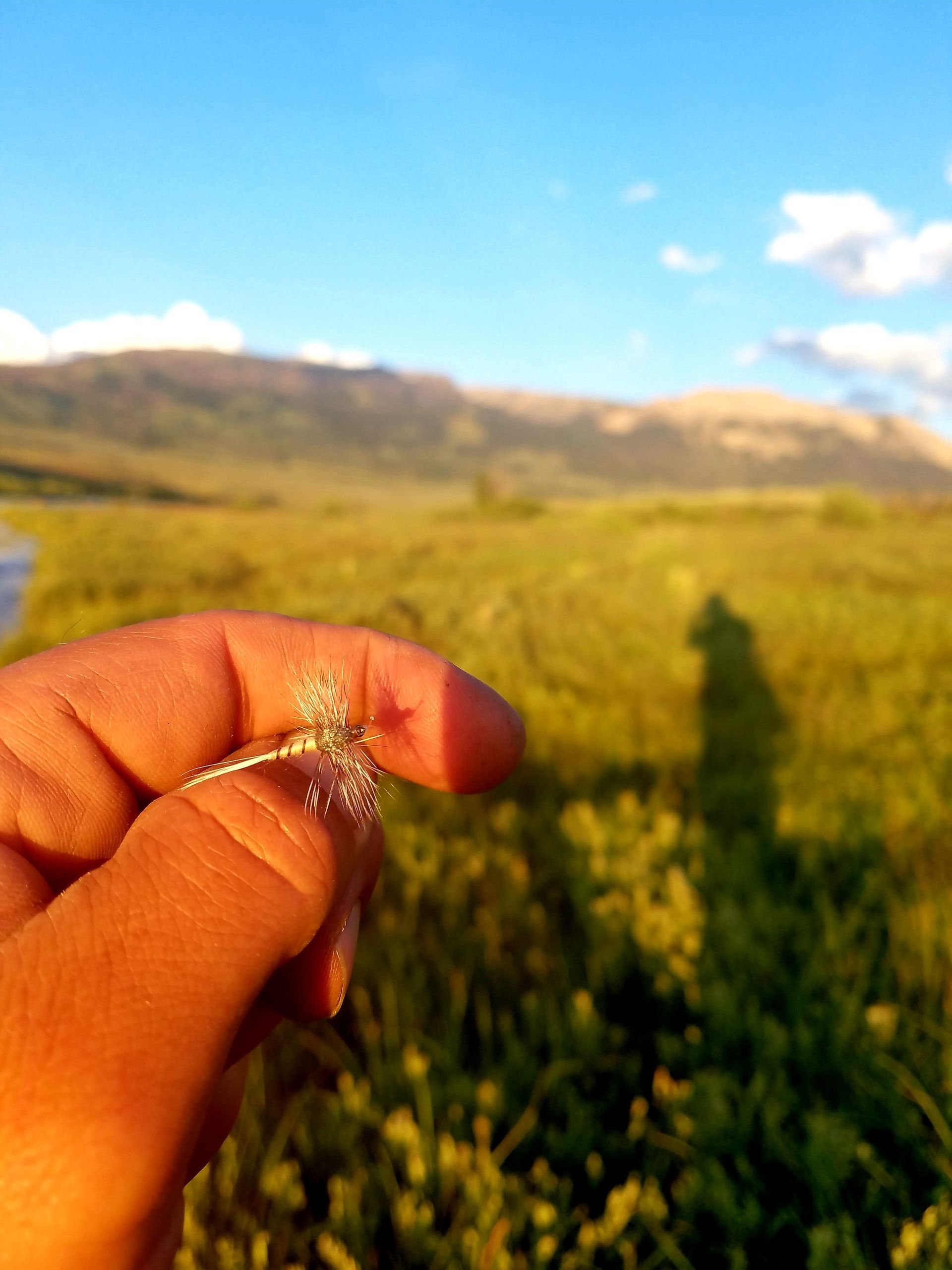 A large gray mayfly spinner in the anglers hand