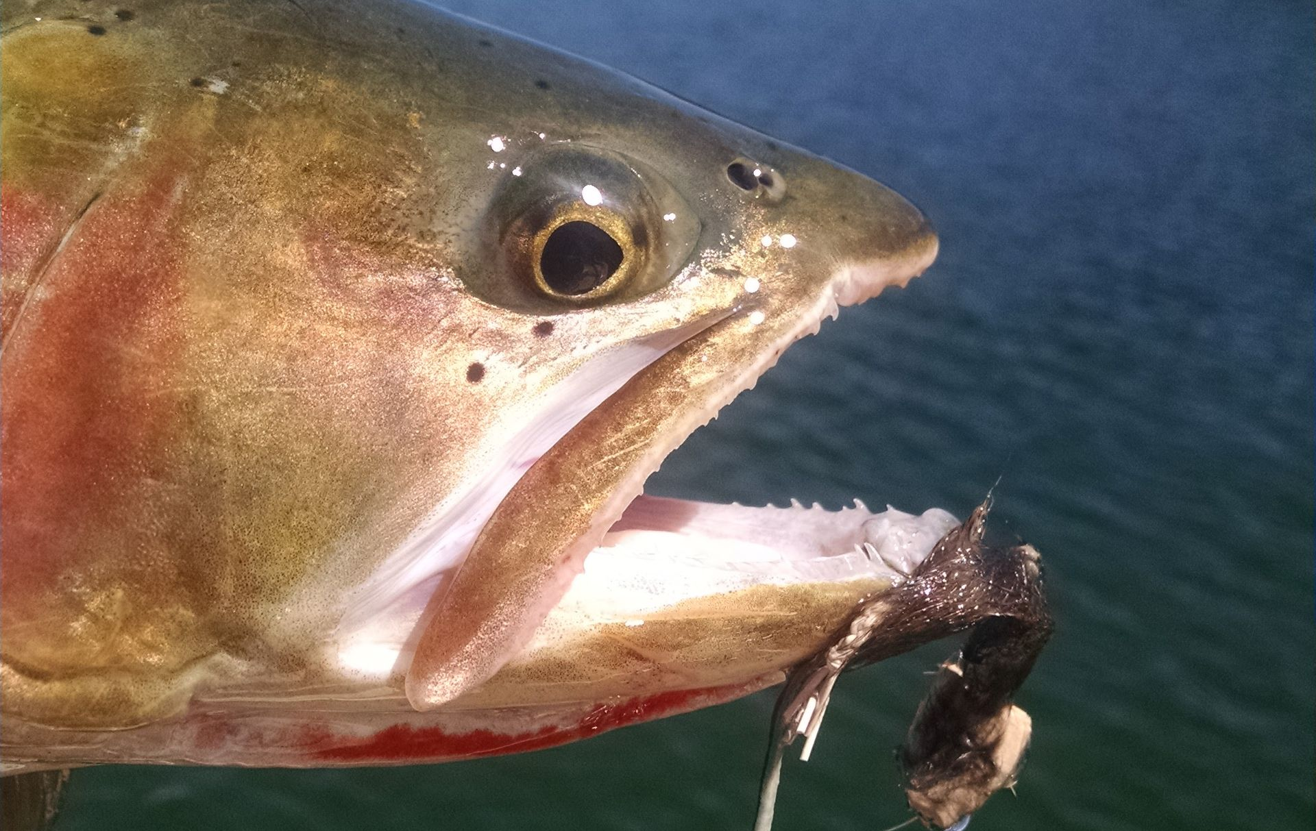 Close-up of a fish being held by a lake, with forested shoreline in the background