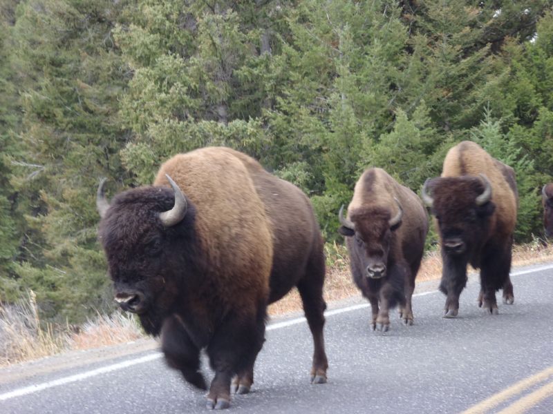 Three bison walking on a road beside a forest