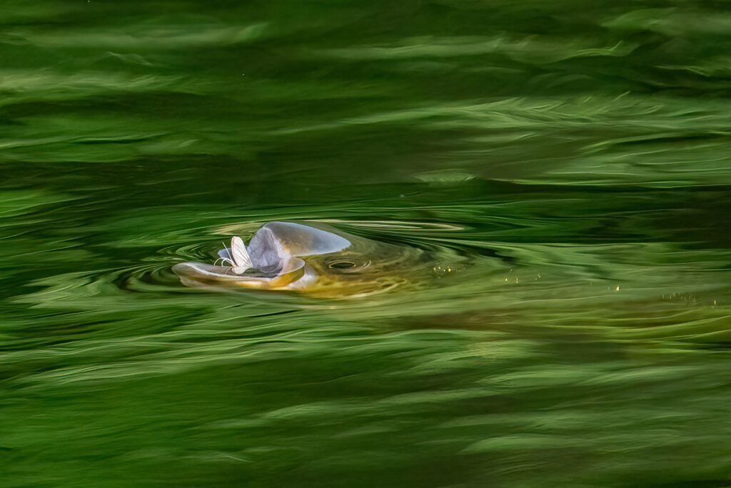 Small bird surfacing in green water, with ripples around it