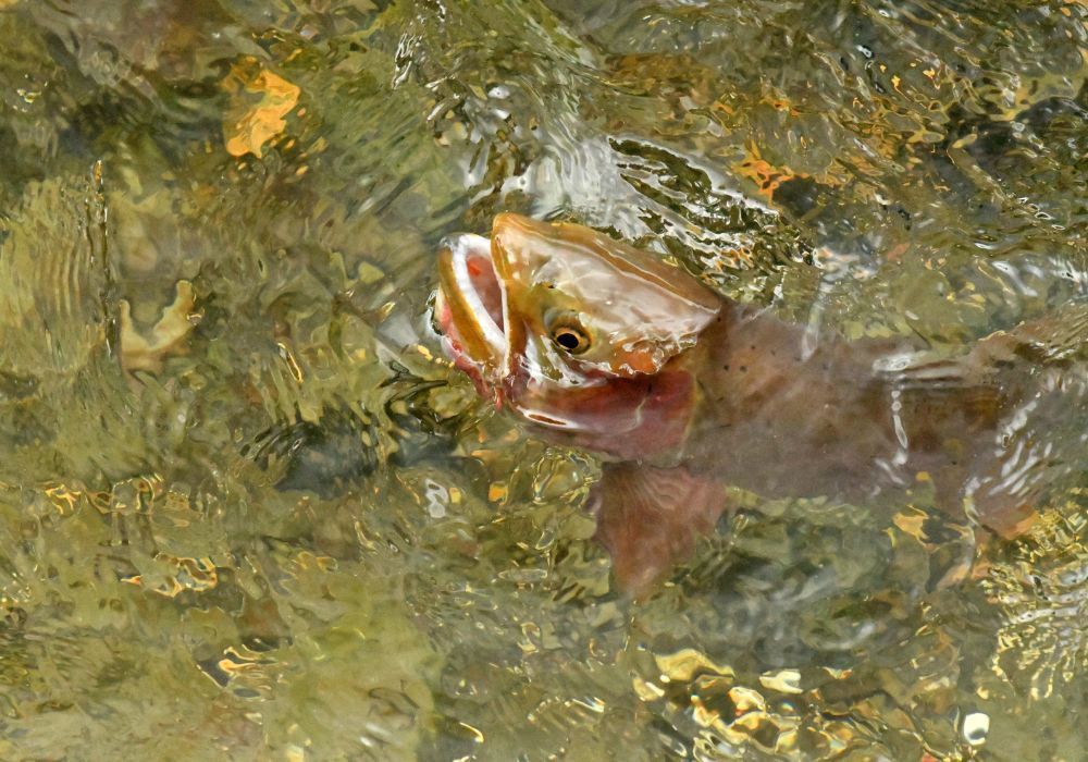 Fish surfacing in shallow water with mouth open, surrounded by ripples and yellow-green reflections