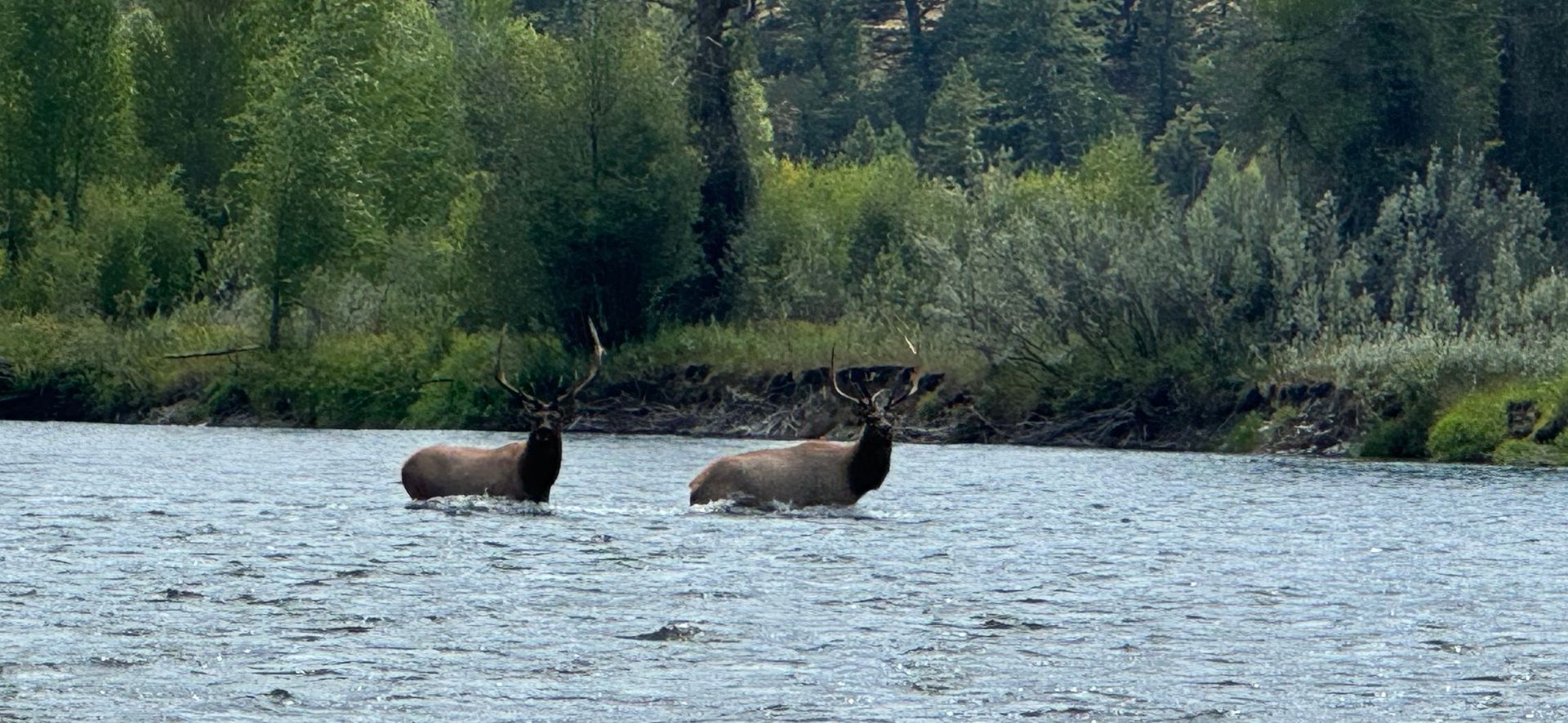 Two moose standing in a river with a forested shoreline behind them
