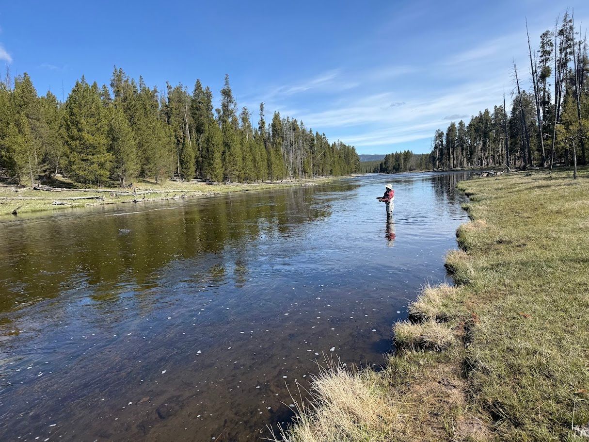 River winding through a forest with a moose grazing on the left bank