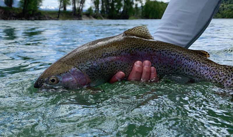 Hand holding a rainbow trout just above the water’s surface in a river