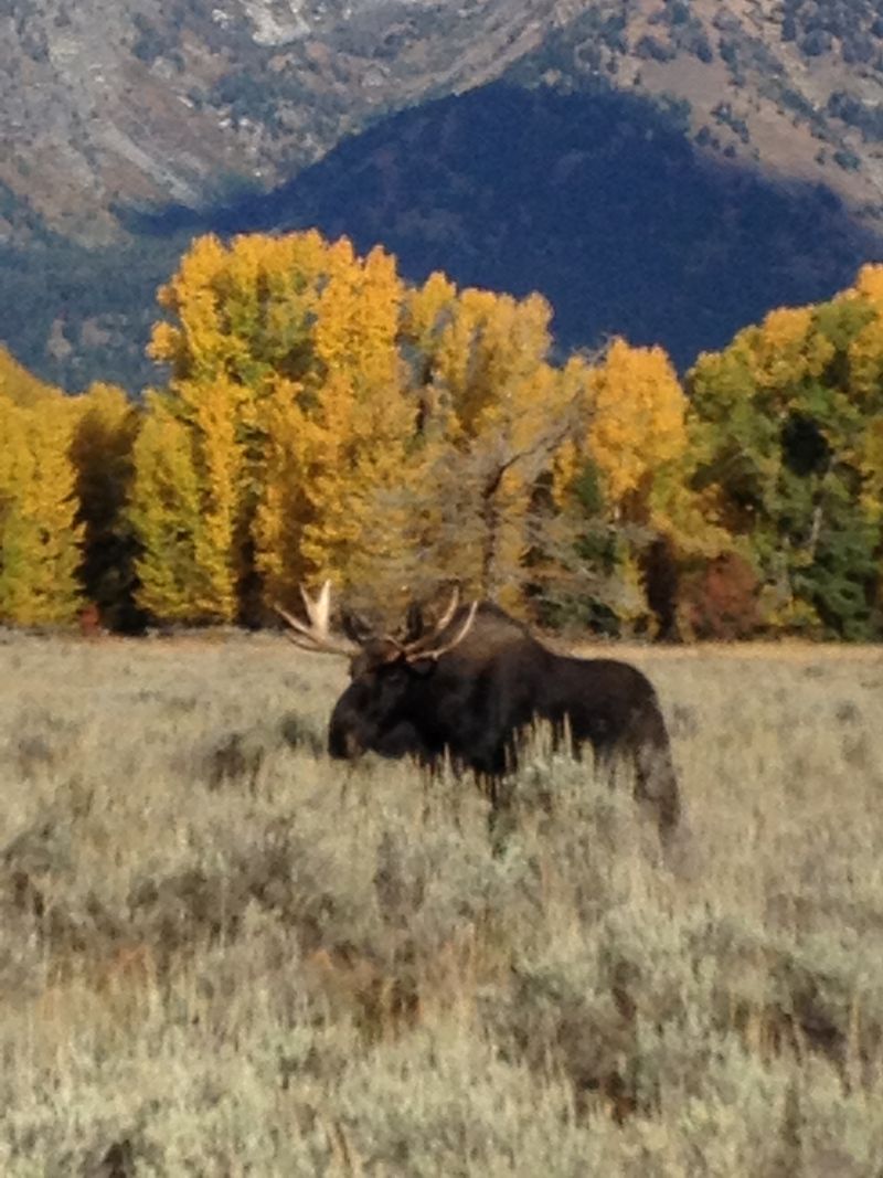 Moose standing in a grassy meadow with autumn trees and mountains in the background