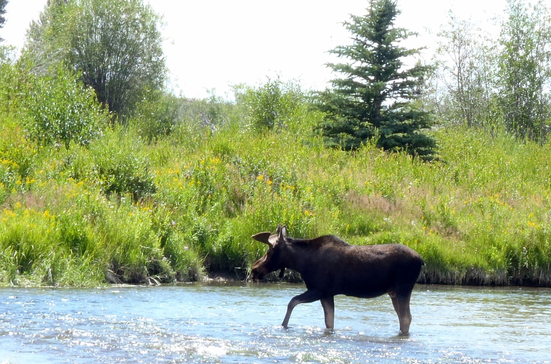 Moose wading through a shallow river with green trees and shrubs along the bank