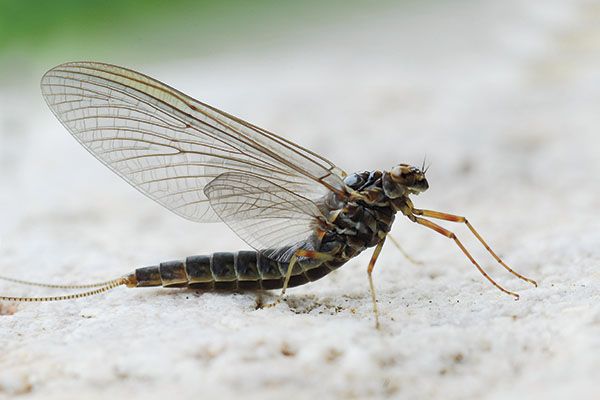 Close-up of a mayfly with transparent wings resting on a pale surface.