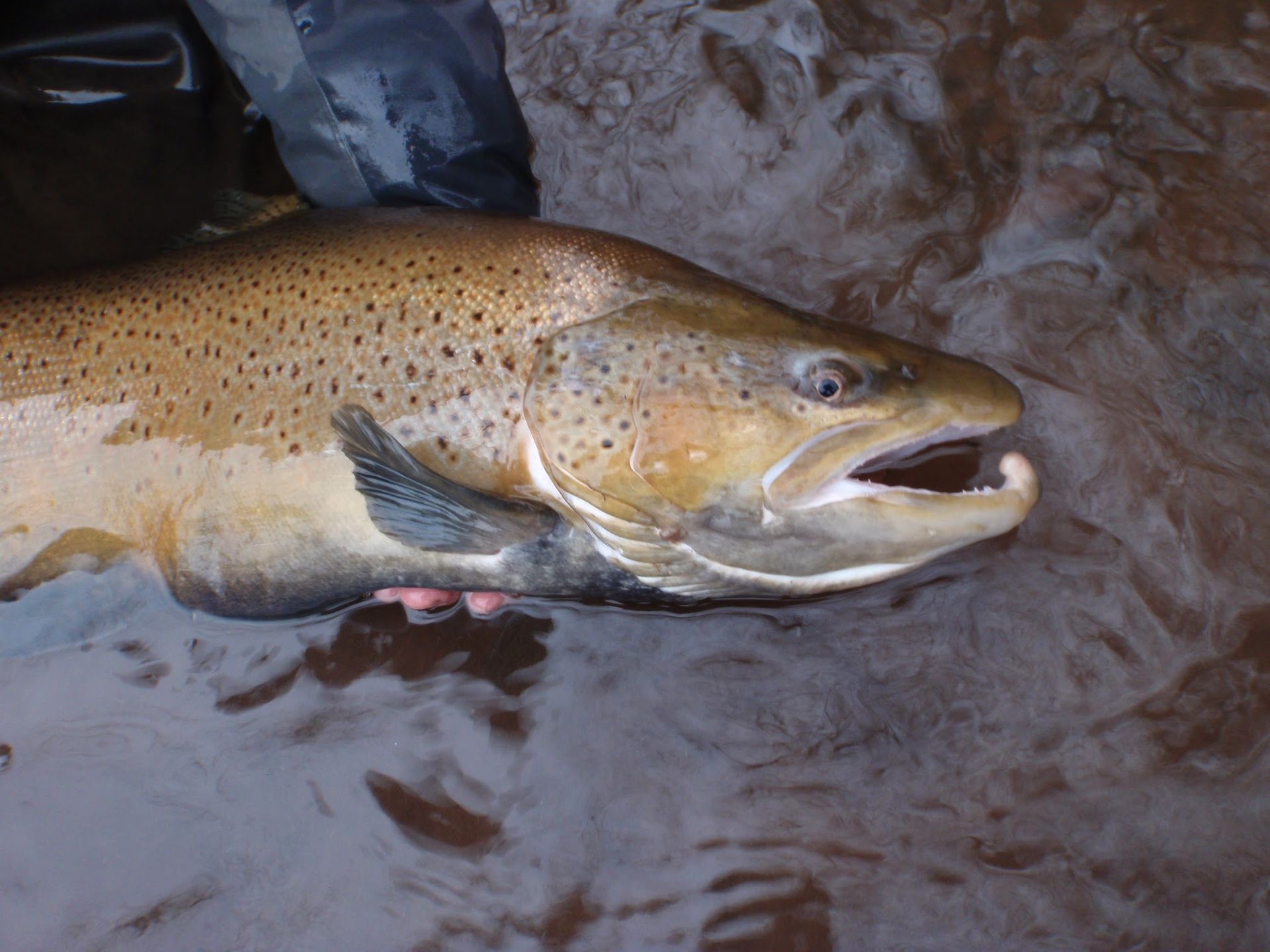 Person releasing a silver trout into shallow water from a boat