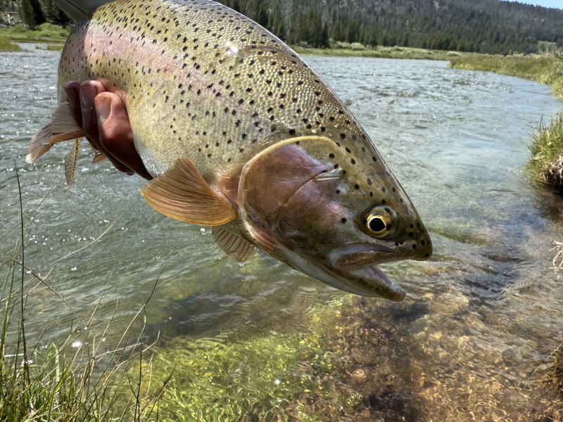 Large speckled fish being held above a shallow river near a rocky shoreline