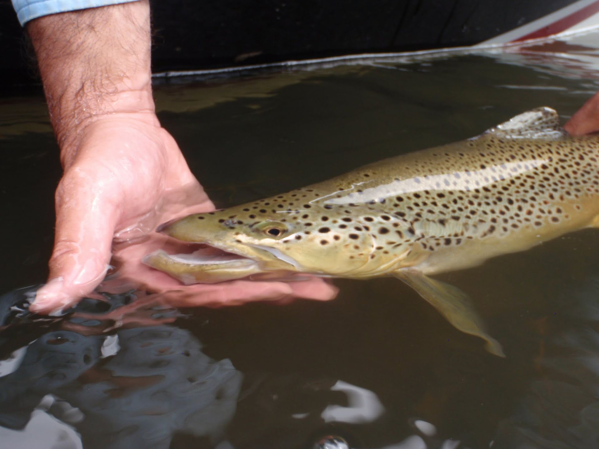 Hand holding a brown spotted trout in dark water