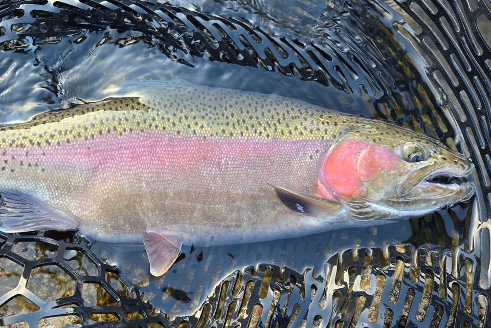 Rainbow trout resting in a black net, with a pink stripe and wet scales shimmering in water