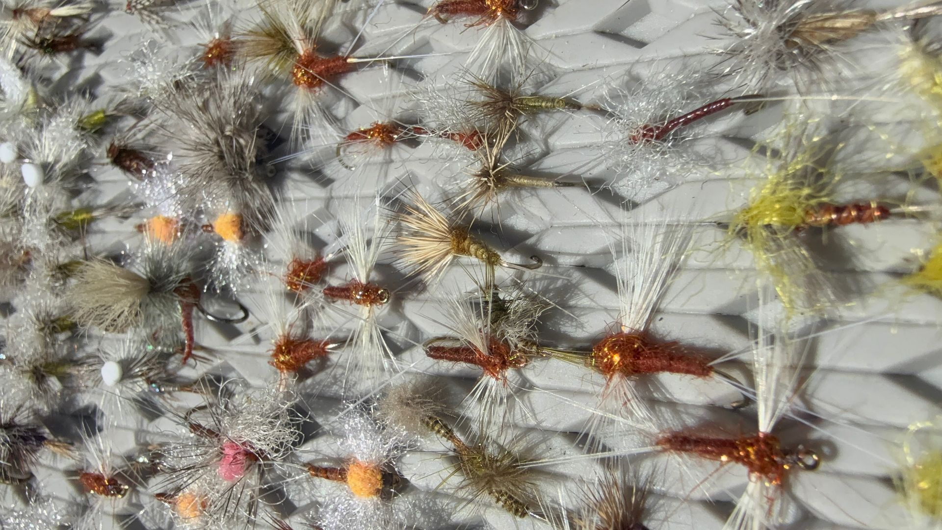 Close-up of spiky white and gray plant seed heads with scattered orange and yellow centers
