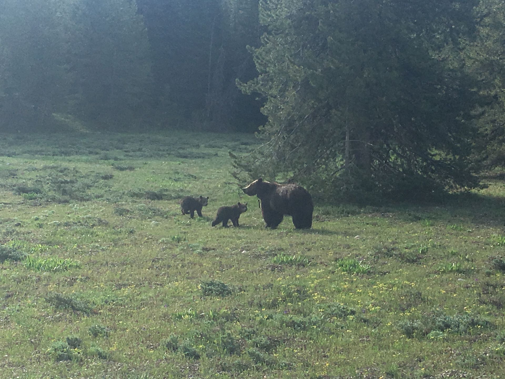 Two black dogs and a small puppy standing in a grassy field near trees