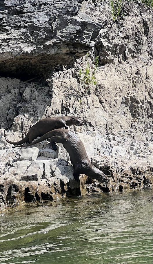 Two sea lions jumping from a rocky cliff into clear water