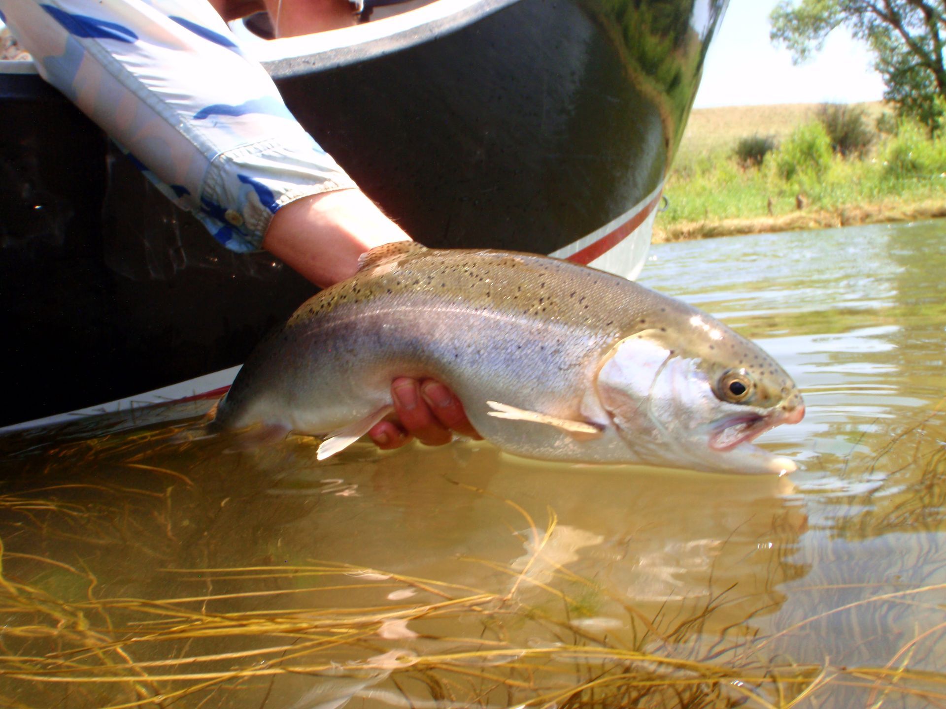 Person holding a large silver fish above shallow river water near a boat