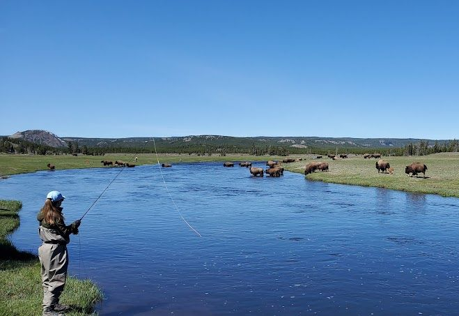 Person photographing cattle by a blue marsh under a clear sky
