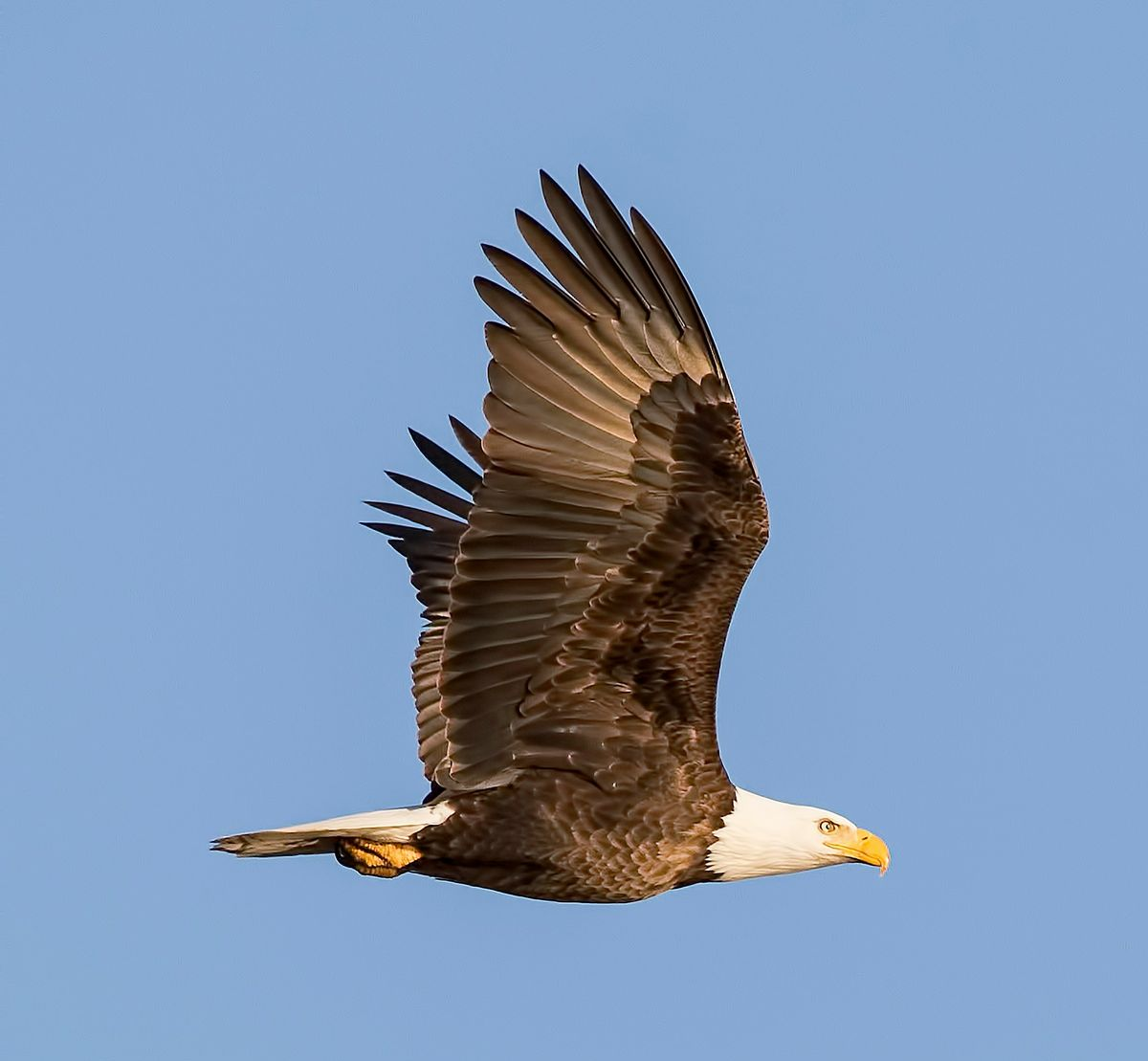 Bald eagle soaring against a clear blue sky