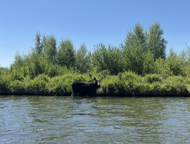 A moose stands on a grassy riverbank beside calm water under a clear blue sky.