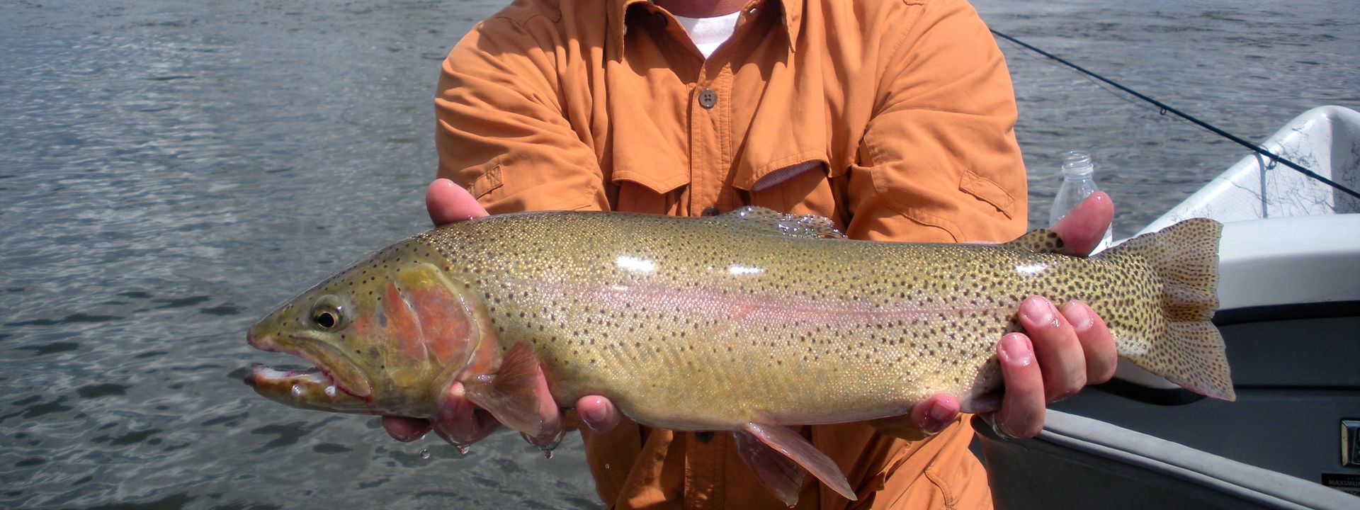Person holding a large rainbow trout over water from a boat