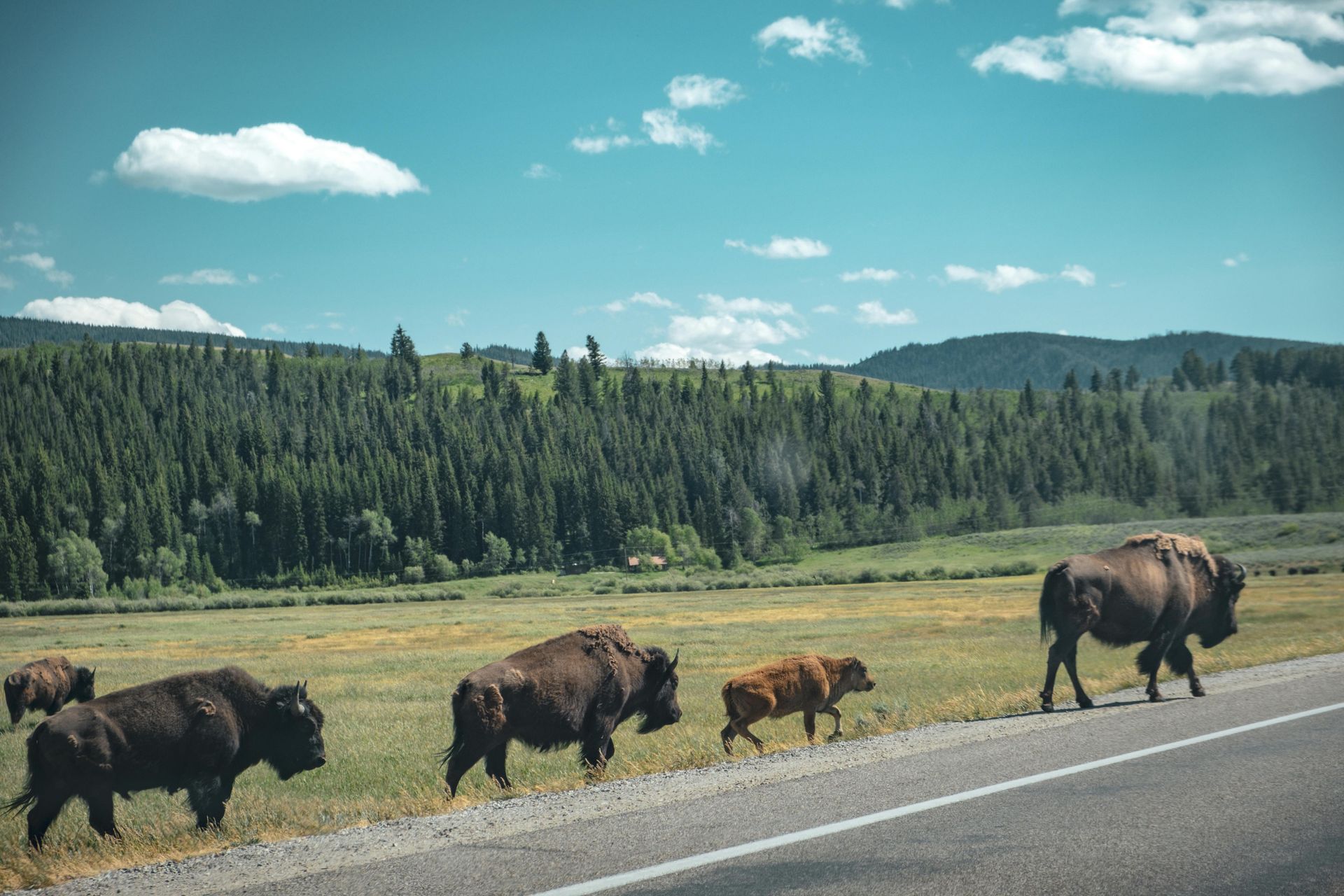 Bison family walking along a road beside a forest under a blue sky