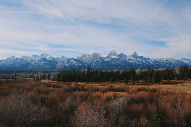 Snowy mountain range above a golden field and dark evergreen forest under a cloudy sky