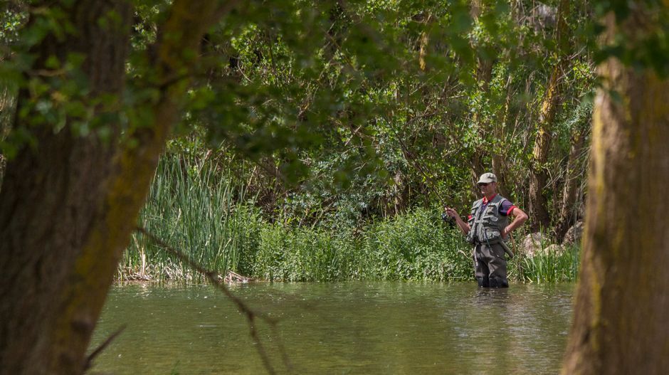 A fly angler wading a clear river to reach rising trout in Jackson Hole